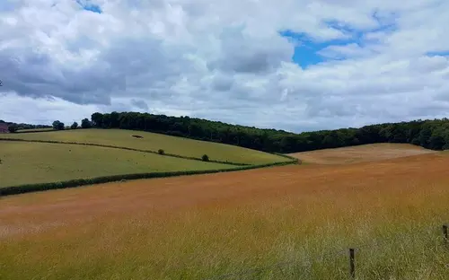 Fields on the edge of Downley